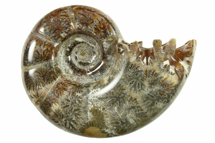 Polished, Sutured Ammonite (Argonauticeras) Fossil - Madagascar #287553